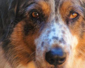 All About The Great Pyrenees Australian Shepherd Mix