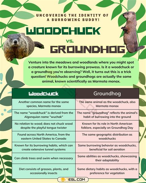 Woodchuck vs. Groundhog: What is the Difference? • 7ESL