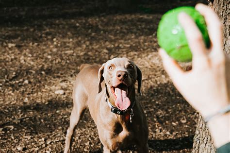 Training Weimaraners: Guide and Tips - WeimLife