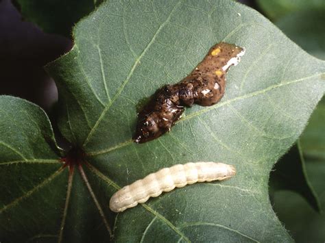 How a virus turns a caterpillar into a zombie | Science | AAAS