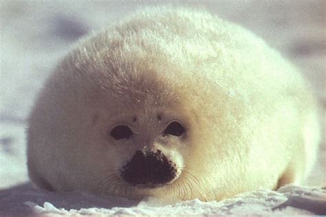 a baby seal laying on top of snow next to it's head and eyes