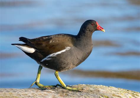 Moorhen: History, Facts, Size, Habitat, Classification & Much More ...