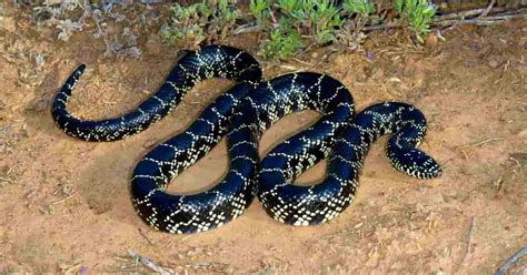 Black and White King Snakes - AnimalBehaviorCorner