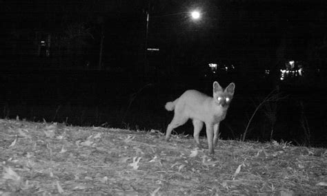 What are Samson foxes? | Wildlife Online