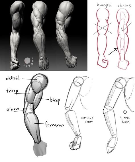 Mastering ARMS in Figure Drawing - From Anatomy to Foreshortening ...