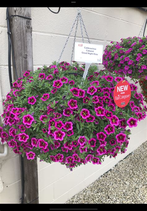 Million Bells (calibrachoa) | Rob's Nursery