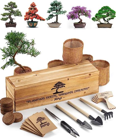 Amazon.com : Bonsai Tree Kit – 5X Unique Japanese Bonzai Trees ...