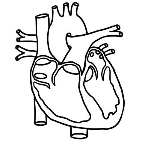 Heart Regions Diagram | Quizlet