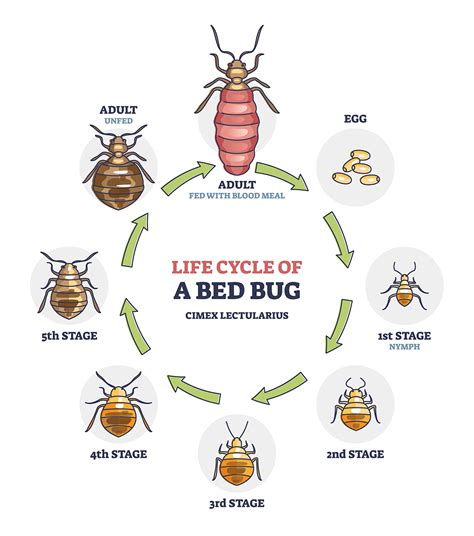 Bed Bug Heat Treatment Cost & Process Revealed (UK) | Merlin Environmental