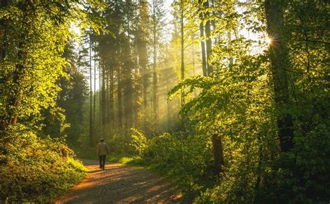 10 reasons to take a walk in the woods and start forest hiking