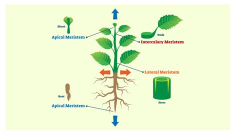 Meristematic Tissue - Definition, Characteristics and Types