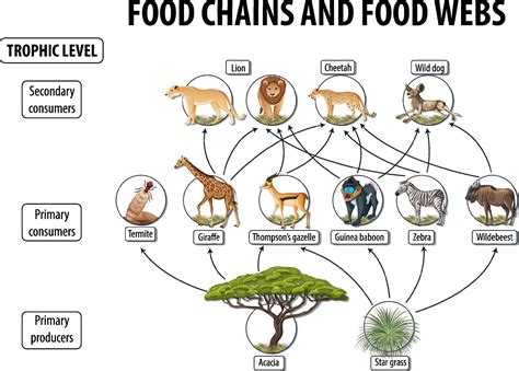 Education poster of biology for food webs and food chains diagram ...