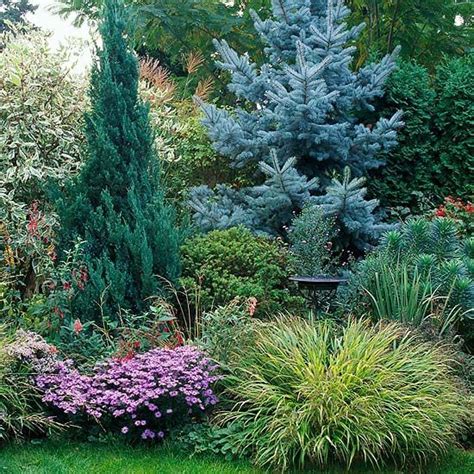 Use Evergreens to Make an Impact in Your Landscape | Evergreen ...