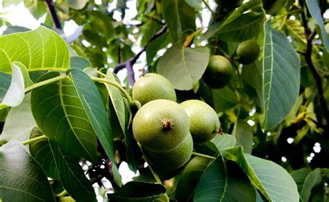 Walnuts – Harvesting works – Pacific Nut