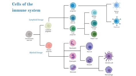 Grand Viva, Mitosis, Meiosis - Coggle Diagram