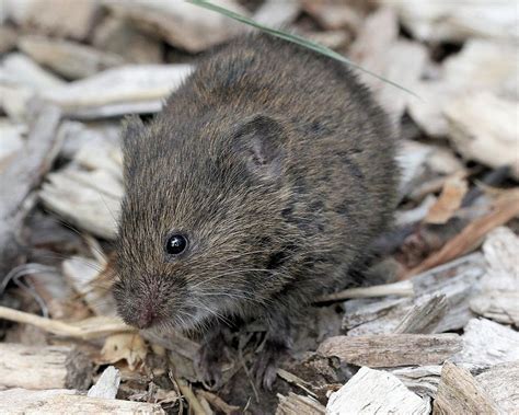 Meadow Vole Photograph by Doris Potter - Pixels