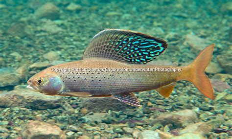 Arctic Grayling | Engbretson Underwater Photography