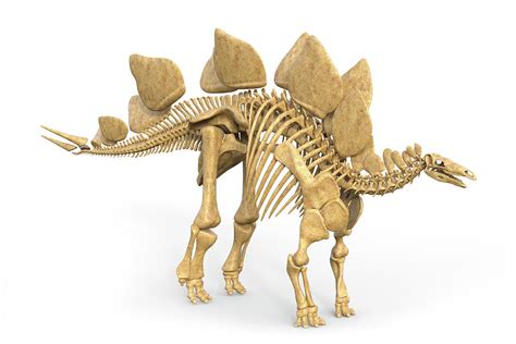 Stegosaurus Dinosaur Skeleton Photograph by Roger Harris/science Photo ...