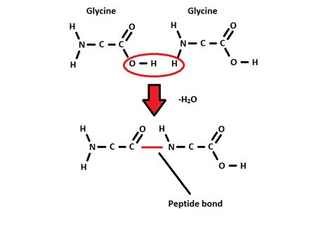 Condensation Reaction A Level Biology