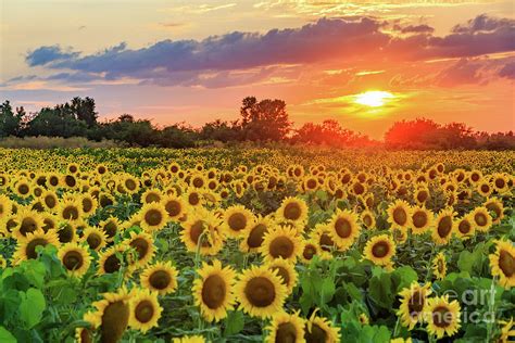 Sunflower Field Sunset