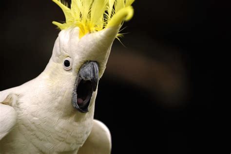 Learn Fascinating Facts About Cockatoos