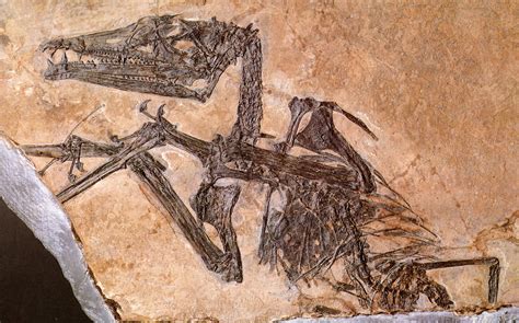 Eudimorphodon Rollover Image