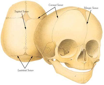 Skull Labeled Sutures