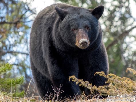 Black Bear - Jasper Wildlife Tours