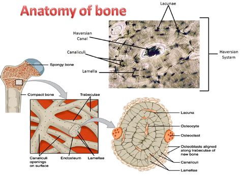 Microscopic Structure Of Compact Bone Bone Matrix