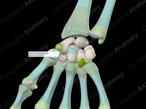 Base of Capitate Bone | Complete Anatomy