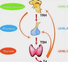 Thyrotropin-Releasing Hormone (TRH) and Thyrotropin-Providing Factor (TRF)