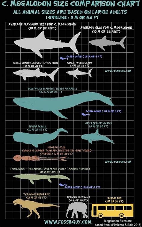 Giant Mosasaur Vs Megalodon