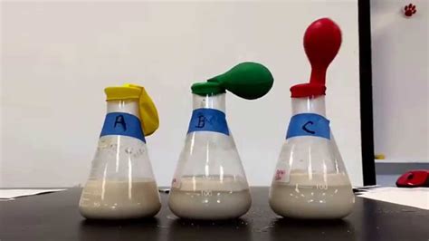 Lab report yeast respiration lab - training4thefuture.x.fc2.com