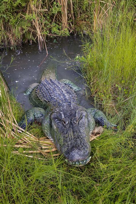 Florida Everglades Tourism - Florida Seminole Tourism