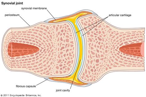 Joint - Symphyses, Cartilage, Ligaments | Britannica