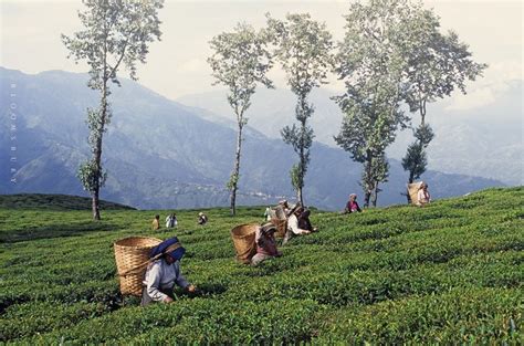 Darjeeling Tea Gardens Complete List 90 Tea Estate - Lelow Online