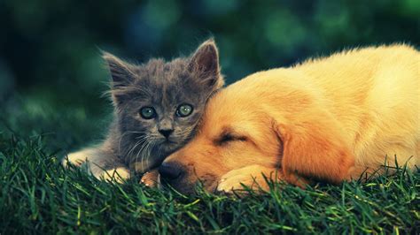 Cat and Dog HD Wallpapers - Top Free Cat and Dog HD Backgrounds ...