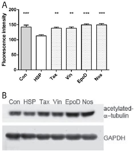 Tubulin-binding drugs rescued acetylated a-tubulin levels in ...