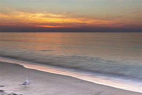 Sea Gull At Sunrise Photograph by Catherine Grassello - Pixels