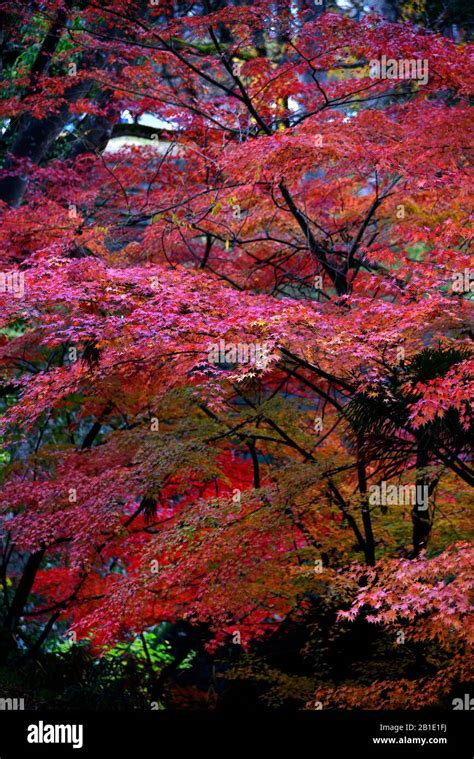 autumn Foliage in Japan Stock Photo - Alamy