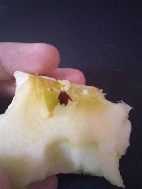 This apple seed is germinating inside the apple. : r/mildlyinteresting