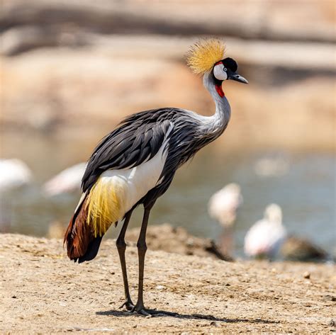 Grey crowned crane - null | Africa wildlife, African wildlife, Animals