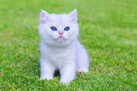 White Kitten With Ice Blue Eyes