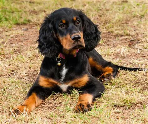 Where to Find Gordon Setter Puppies for Sale - Dogable