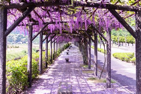 Which Trellis Is Best For Wisteria? (Growing Guide & Ideas)