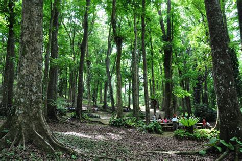 Mount Makiling Forest Reserve