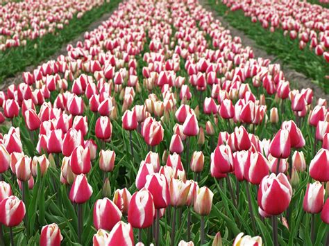 Free Dutch Tulip Season Stock Photo - FreeImages.com