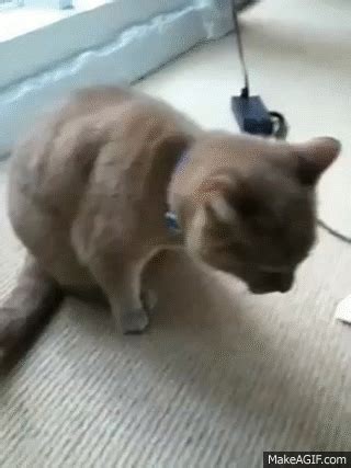 Cat throwing up hairball on Make a GIF