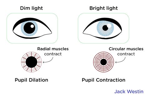 Structure And Function Of The Eye - Vision - MCAT Content