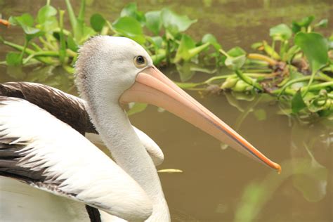 Simak Fakta Menarik Burung Pelikan - Taman Safari Bali